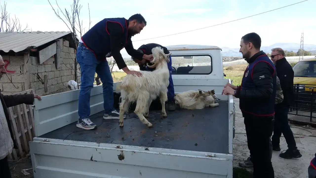 Manavgat’ta Hayvan Hırsızlığına Darbe! 5